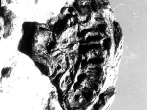 Fragment van een zegel van Hendrick de Vos van Steenwijck